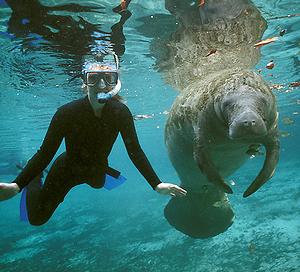 CrystalRiverSwimmerAndManatee.jpg