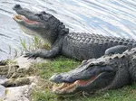 American Alligators