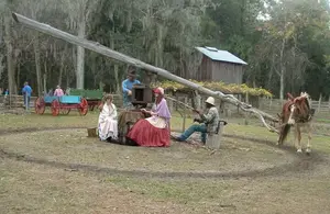 Grinding sugarcane at Dudley Farm Historic State Park