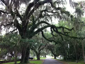 McIntosh Tree