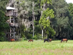 Paynes Prairie Towers and Horses