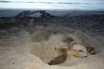 Florida Beach Sea Turtle
