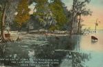 Mandarin Cow Vintage Postcard