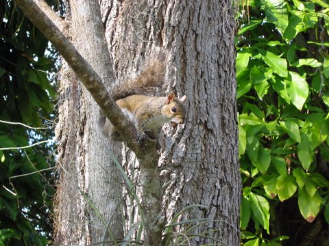 Okeechobee Waterway squirrel