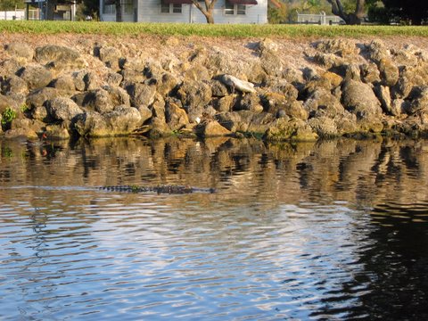 Gator at Roland Martins Okeechobee Waterway