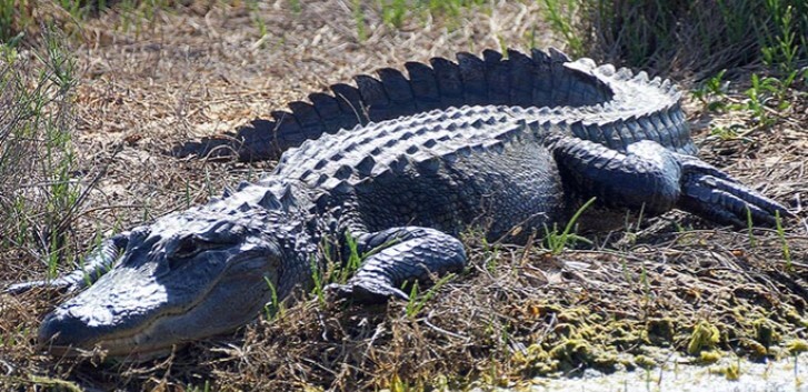 Alligator at Merritt Island National Wildlife Refuge