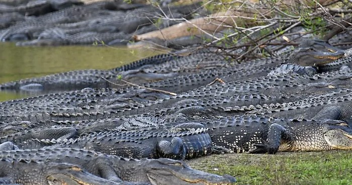 Alligators Myakka River Alligators Myakka River