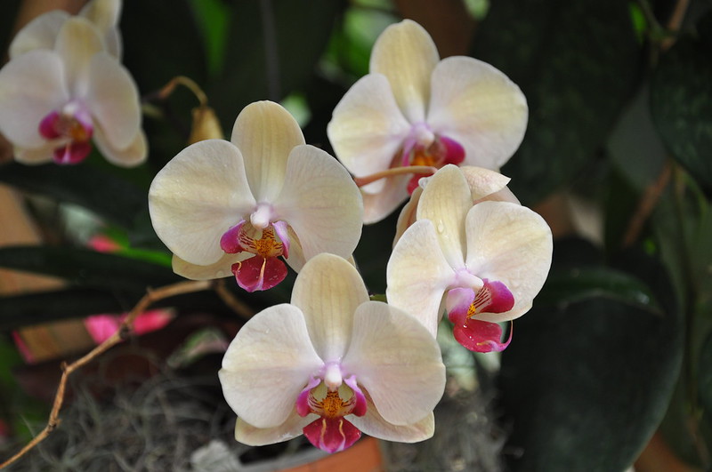 American Orchid Society Flower