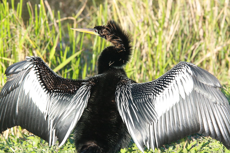 Anhinga