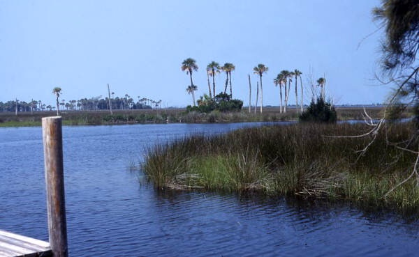 Aripeka Marshland 1986