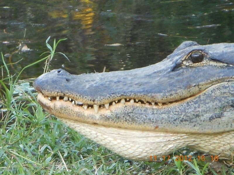 Babcock Ranch Alligator