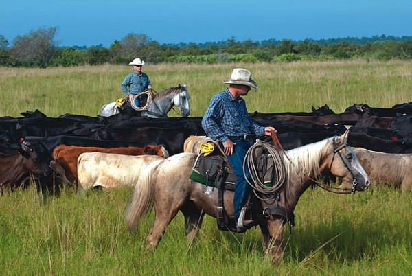 Modern Cowboys on the Babcock Ranch