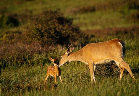 Mother deer and fawn at Babcock Ranch