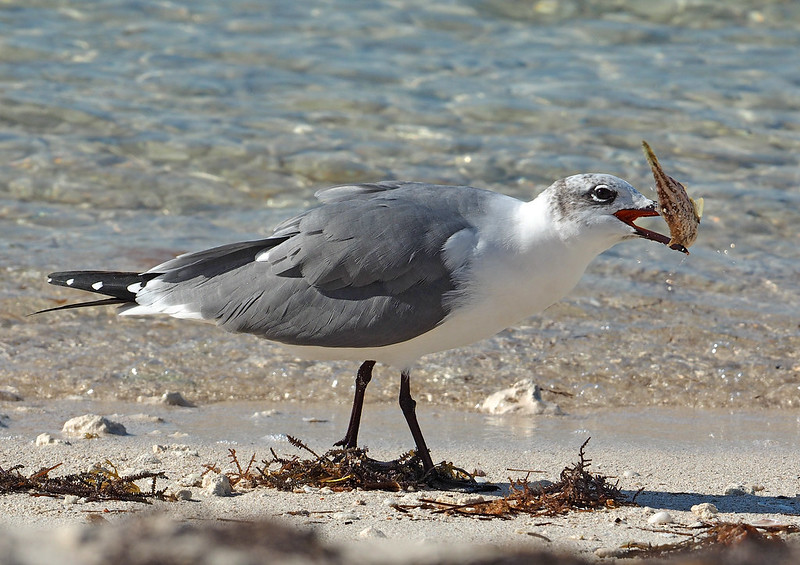 Laughing Gull at Bahia Honda State Park