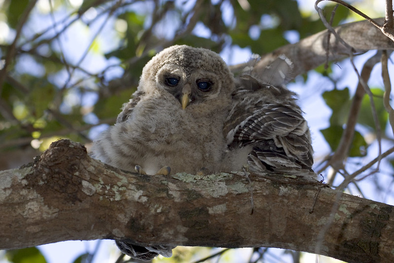 Barred Owl