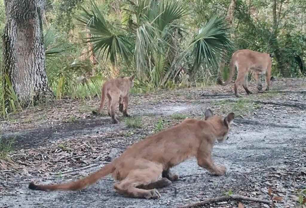 Florida Panthers in Big Cypress National Preserve