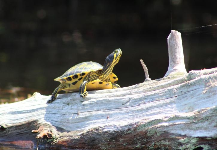Turtle basking on Blackwater River Turtle basking on Blackwater River