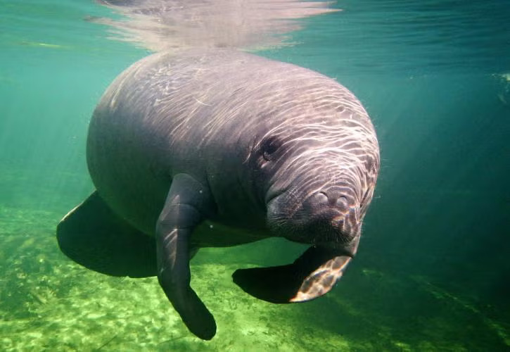 Manatee swimming at Blue Spring State Park