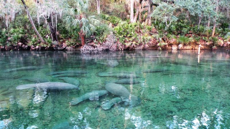 Manatees Gathering at Blue Spring State Park