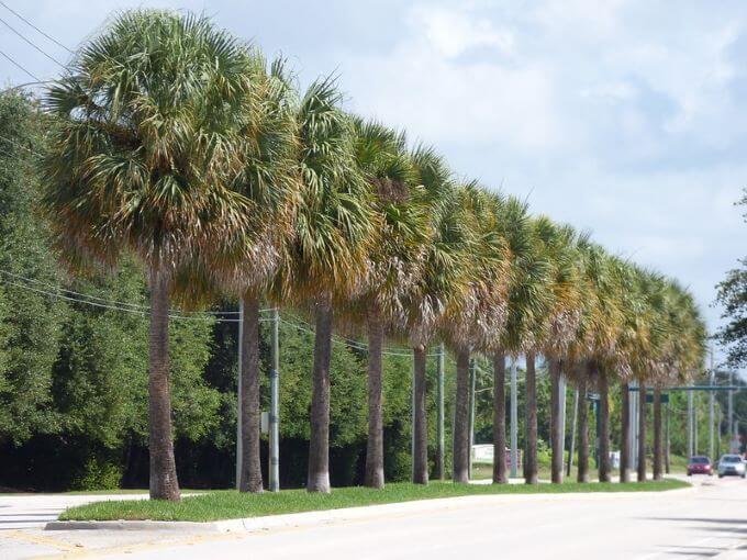 Boynton Beach Palms in Median Near Green Cay Nature Center