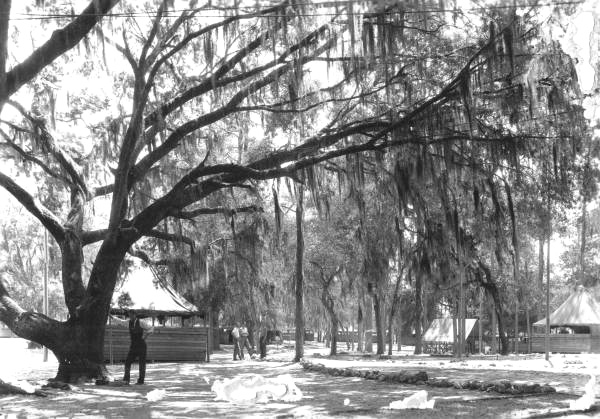 Florida Memory • View of C.C.C. Co. 1431 P-63 camp - Bronson, Florida