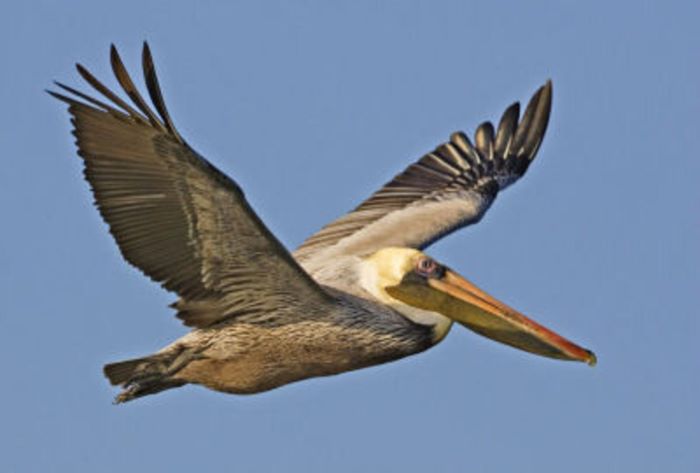 Brown Pelican