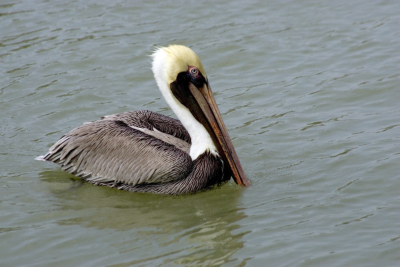 Brown Pelican
