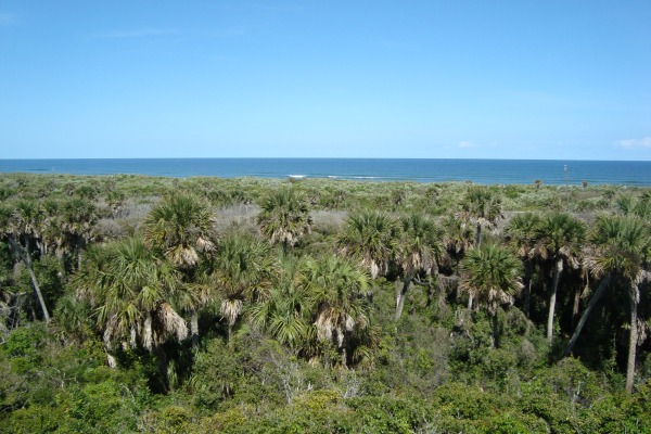 Canaveral National Seashore Atlantic Ocean from Turtle Mound