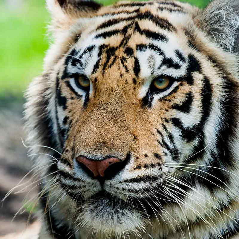 Colby the Tiger at Cattyshack