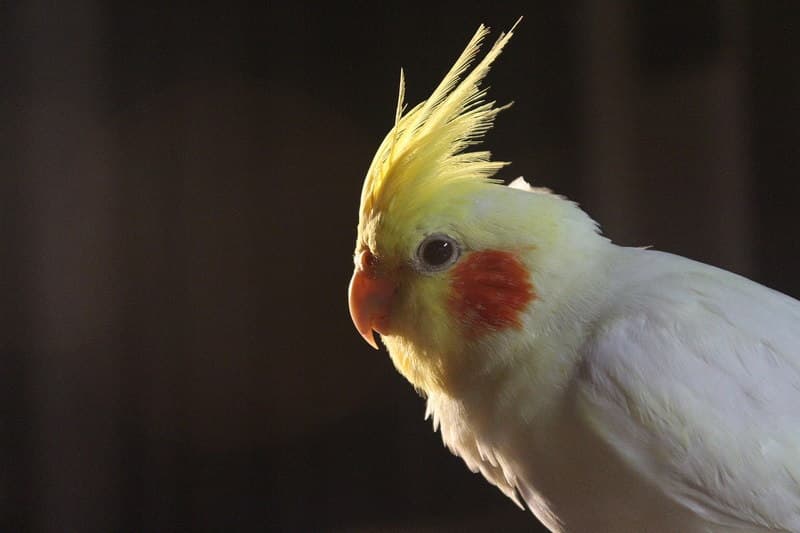 Cockatiel