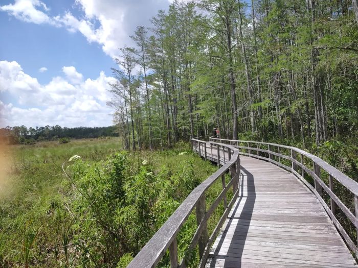 Corkscrew Swamp