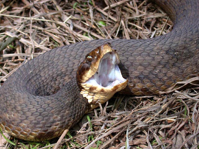 Venomous Snake Catcher, Cottonmouth - North Florida