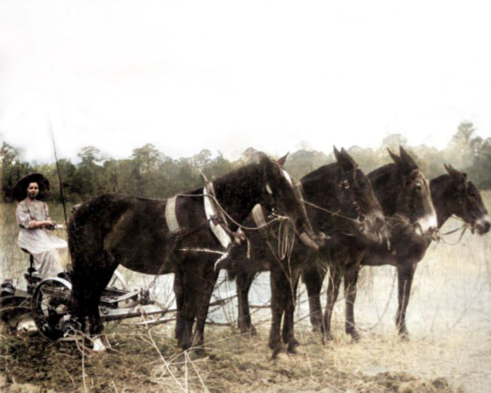 Crawfordville Mule Plow Crawfordville Mule Plow