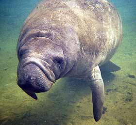 Crystal River Florida Manatee