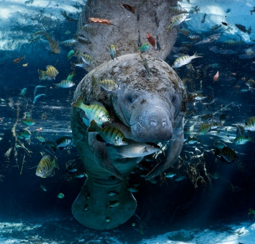 Manatee and Fish, Courtesy of Crystal River NWR