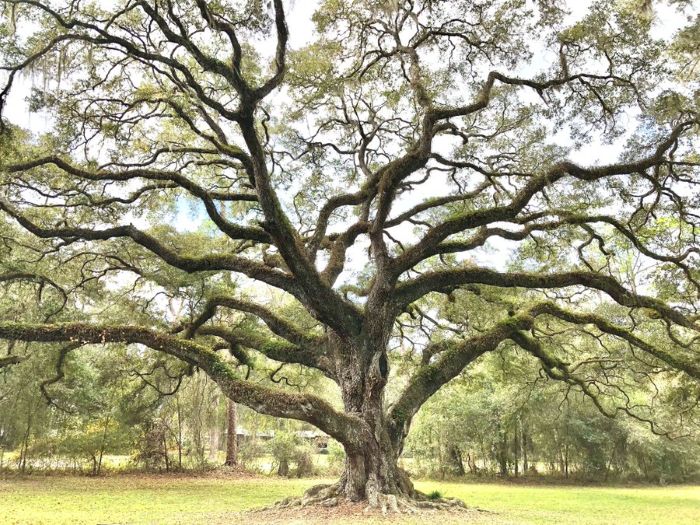 Dade Battlefield Oak Tree
