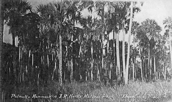 Early Palmetto Hammock in Deerfield Beach