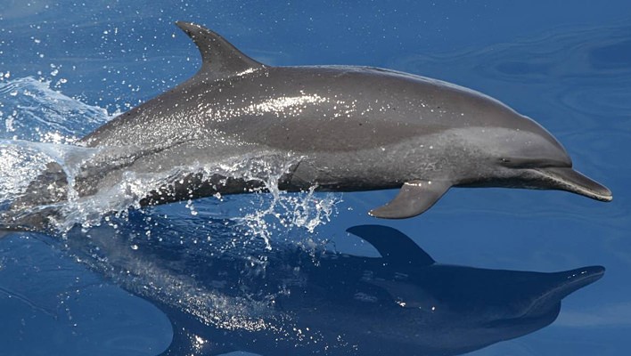 Dolphin leaping out of the water