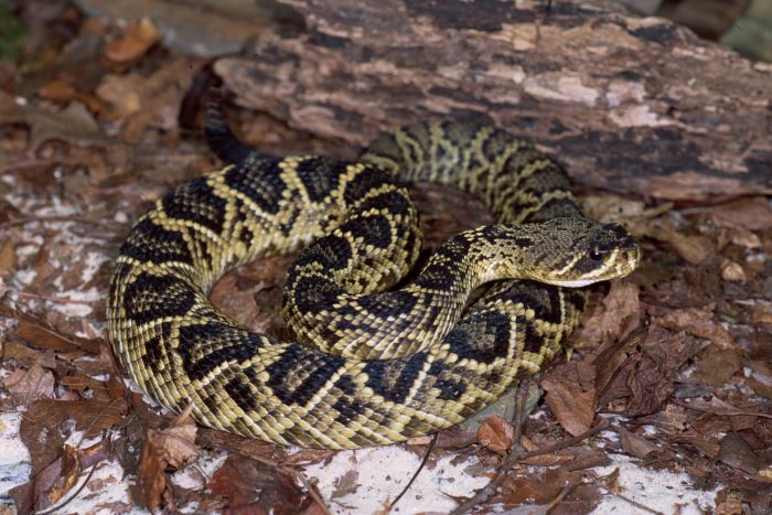 Eastern Diamondback Rattlesnake