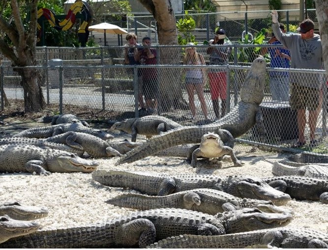 Feeding Alligators at Everglades Alligator Farm