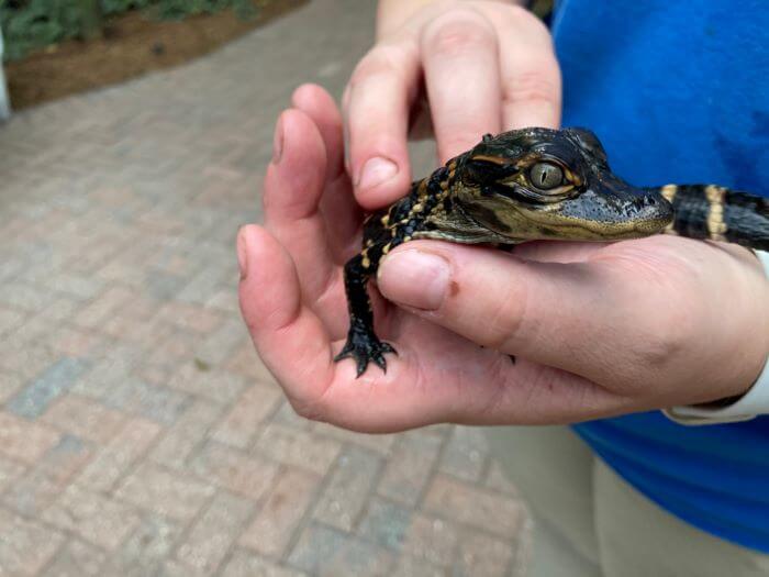 Baby Gator at Everglades Wonder Gardens