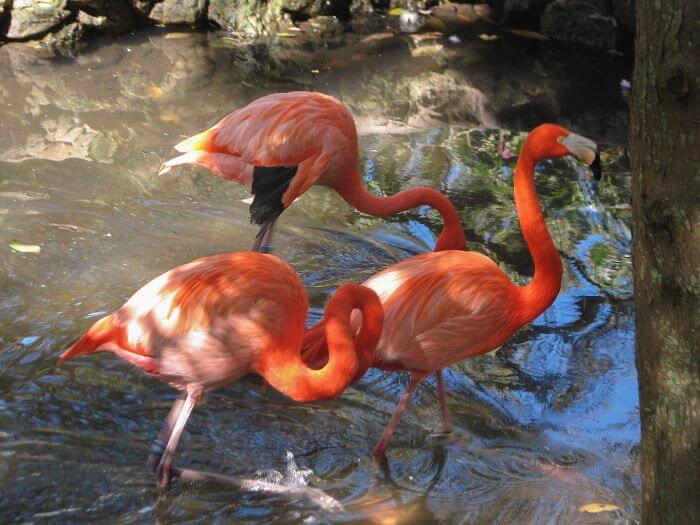 Three Wading Flamingos