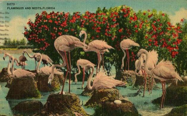 Vintage Postcard Flamingo Nests