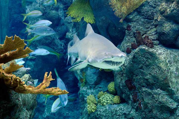 Tampa Florida Day Trips And One Tank Trips 100 miles Or Less
