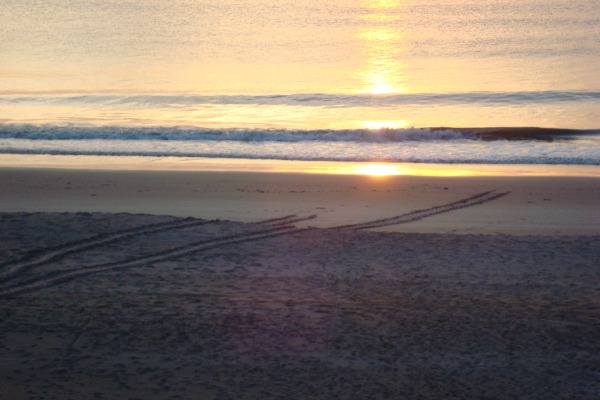 Sea turtle tracks on Florida beach at Indialantic
