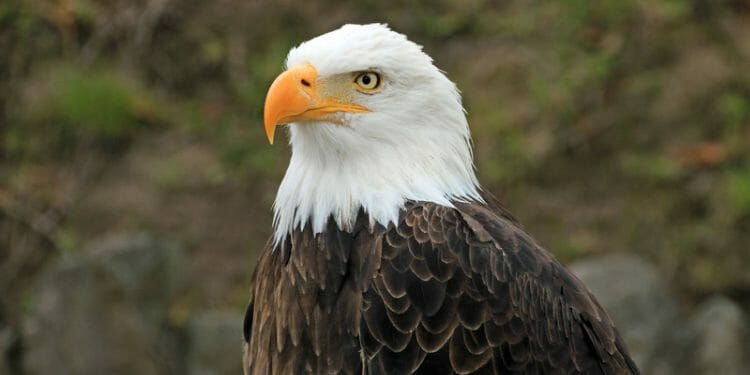 Florida Bird Bald Eagle
