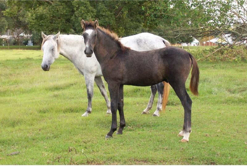 Cracker horses in a Florida pasture.  Credits: Fl. Dept. of Agriculture and Consumer Services