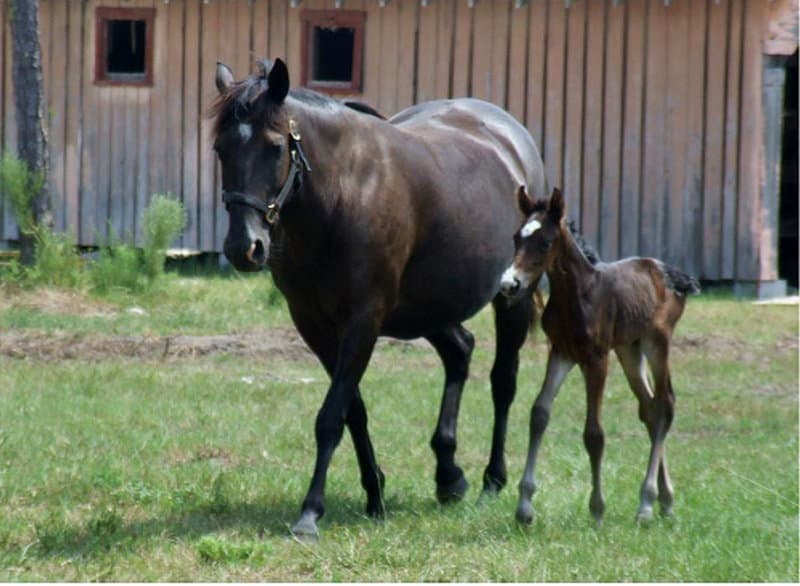 A new addition to the herd.  Credits: Mary Kate Herron