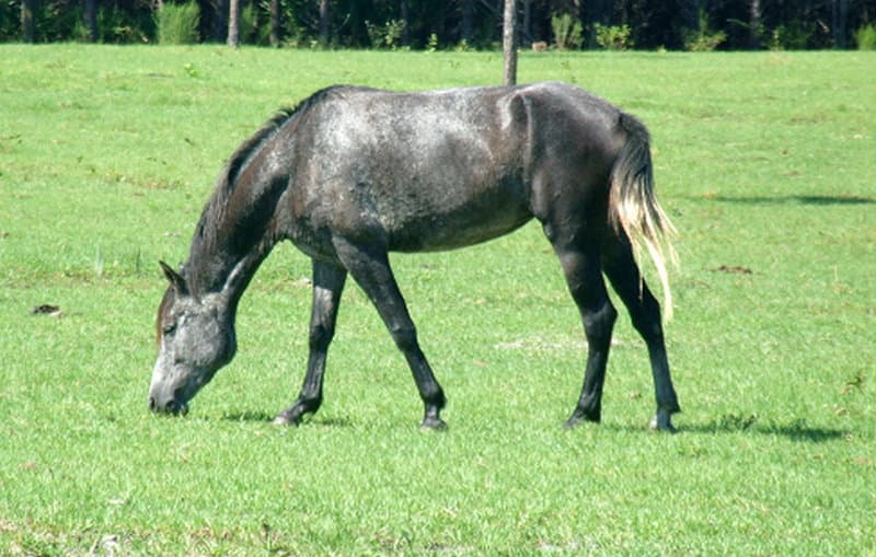 Florida Cracker Horse A Legacy From Ponce de Leon