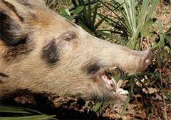 Florida Feral Hog